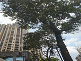 （售罄）东莞长安碧桂园旁【城际中央】3栋400户，6600元/平，带精装，首付三成，分期5年